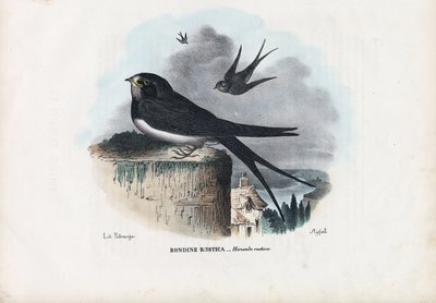 Barn Swallow by Raimundo Petraroja